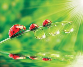 Fotótapéta Napsugár Rosie Makro Természet Reggeli vinil 416x254 +ragasztó