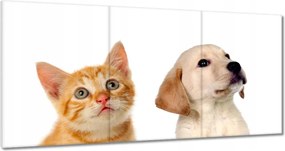 Vászonkép 120x60 Cica Cicák