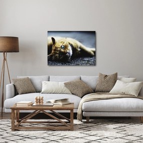 Macska képe (70x50 cm)