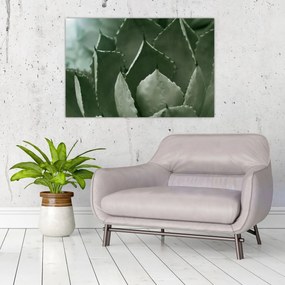 Kép - Zöld agávé (90x60 cm)