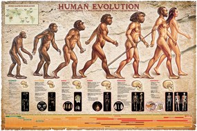 Plakát Human Evolution