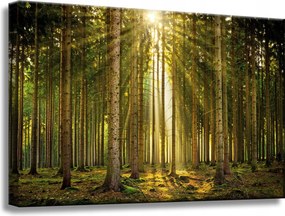 Vászonkép Erdő Fák Nap Természet Tavasz 60x40 cm