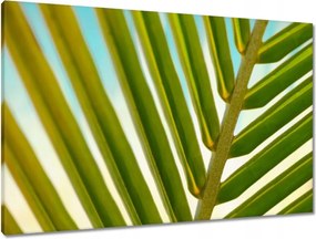 Vászonkép 90x60 Pálmalevél Levél