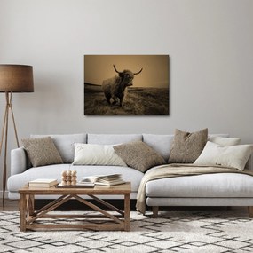 Kép - Skót tehén menekül (70x50 cm)