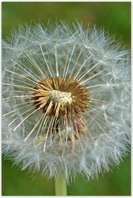 Poszterek 80x120 Pitypang Virág Virágok