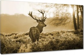 Vászonkép 120x70 Szarvas az erdőben
