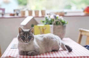 Poszter 86,4x56,8cm Macska az asztalon, Assaf Frank