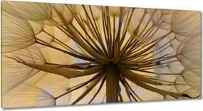 Vászonkép 115x55 Pitypang Virág Virágok