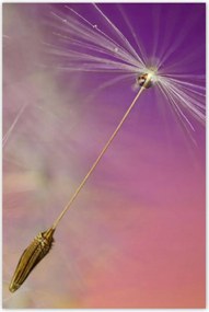 Poszterek 80x120 Pitypang Virág Virágok