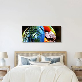 Kép - Papagáj (120x50 cm)