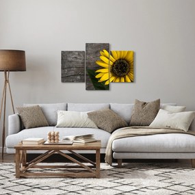 Kép - Napraforgó virága (90x60 cm)