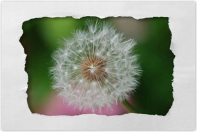 Poszterek 120x80 Pitypang Virág Virágok