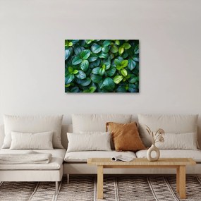 Kép - Zöld növények (70x50 cm)