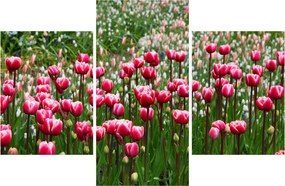 Tulipán képe (90x60 cm)