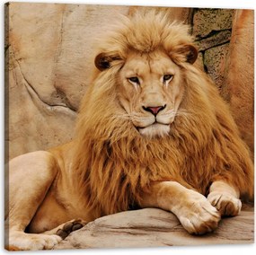 Vászonkép Állatok Fekszenek a sziklánál Természet 50X50 cm