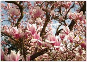 Poszterek 100x70 Magnólia Virágok Kék