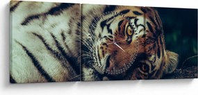 Kép - Szibériai tigris (órával) (90x30 cm)