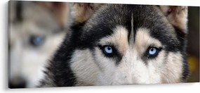 Husky kutya kép (120x50 cm)