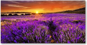 Fotó kép edzett üveg Levendula mező 140x70