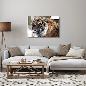 Tigris képe (90x60 cm)