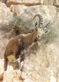 Poszter 20,5x28,4cm Ibex Nubiana, Assaf Frank