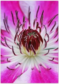 Poszterek 70x100 Fehér-lila szirmok