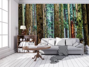 Fotótapéta - Erdő (152,5x104 cm)