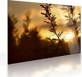 Kép - A nap lenyugszik a fák mögött (üvegen) (70x50 cm)
