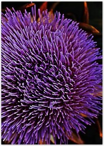 Poszterek A4 Pion Virág Lila Csipkebogyó