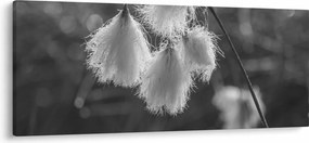 Kép - Cottongrass (120x50 cm)