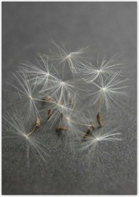 Poszterek 70x100 Pitypang Virág Virágok