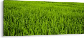 A fű képe (120x50 cm)