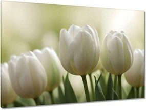 Vászonkép 120x80 Fehér tulipánok