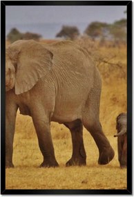 Poszterek keretben 40x60 Elefánt az anyával