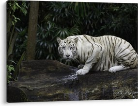 Kép - albínó tigris (70x50 cm)