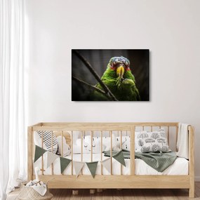 Papagáj képe (90x60 cm)