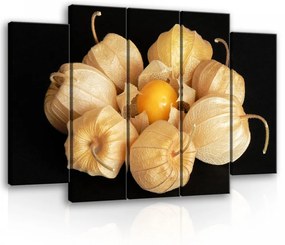Vászonkép, 5 darabos Lampionvirág 150x100 cm méretben