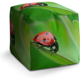Cube zsámoly katicabogár levélen, zöld