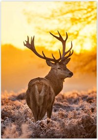 Poszterek 70x100 Szarvas napfelkeltekor