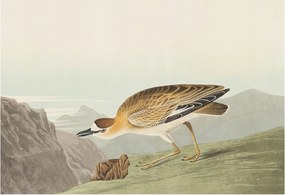 Flizelina fotótapéta Nappaliba és Hálószobába Hegyi madár 152x104 Ragasztó