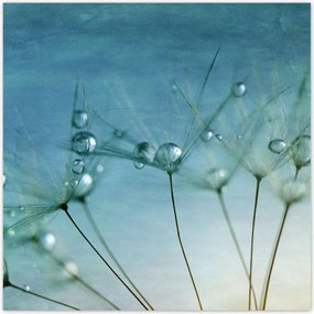 Poszterek 100x100 Pitypang Virág Virágok