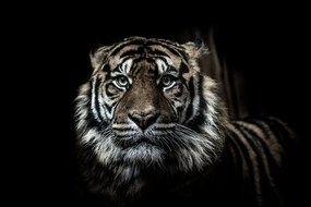 Fototapeta tigris