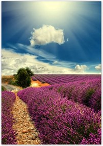 Poszterek 70x100 Levendulamező