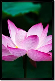 Poszterek keretben 40x60 Lótuszvirág