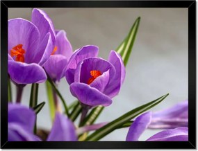 Poszterek keretben 40x30 Krokus Virágok