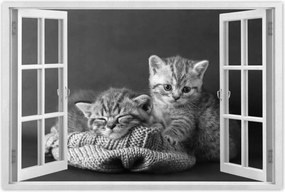 Poszterek 90x60 Cicák Bw