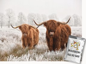 Fotótapéta Flizelina Természet Hó Tél Skót Tehén Highland 350x250 ragasztó