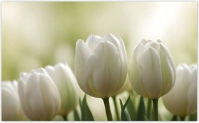Fotótapéták 416x254 Fehér tulipánok
