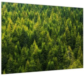 Kép - sűrű erdő (70x50 cm)