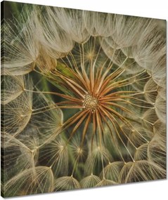 Vászonkép 50x50 Pitypang Virág Virágok